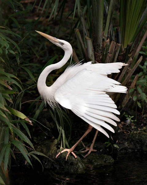 Белая Цапля Сближается Расправленными Крыльями Показывает Свои Красивые Белые Перья — стоковое фото