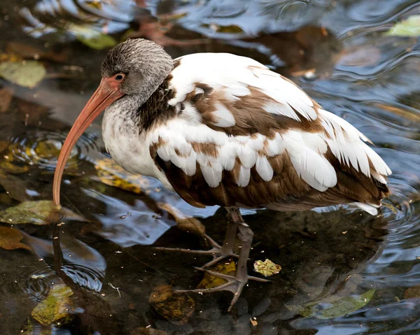 Biały Ibis Młodociany Ptak Zbliżenie Profil Widok Wodzie Narażając Swoje — Zdjęcie stockowe