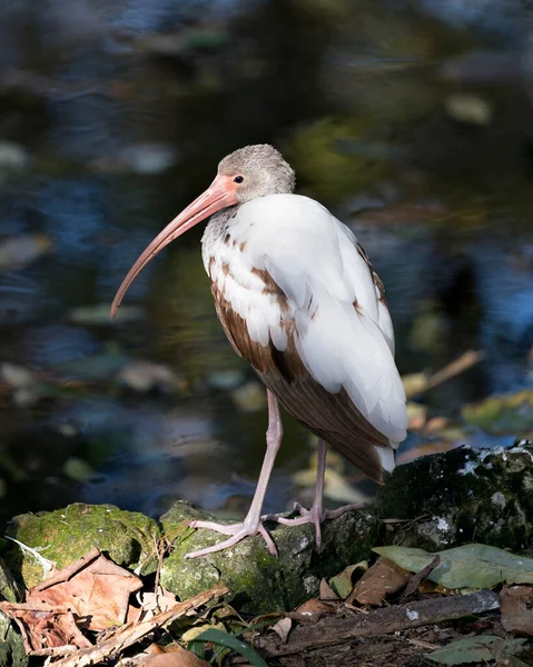 Ibis Bianco Giovane Uccello Primo Piano Profilo Vista Acqua Esponendo — Foto Stock