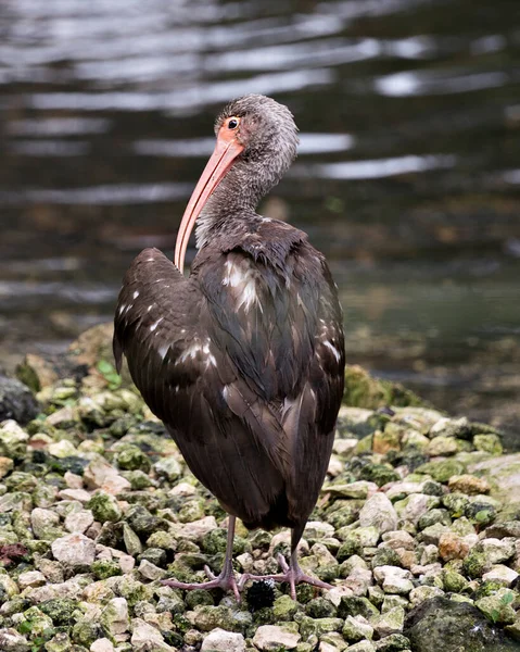 Vue Rapprochée Profil Des Juvéniles Ibis Blancs Bord Eau Montrant — Photo