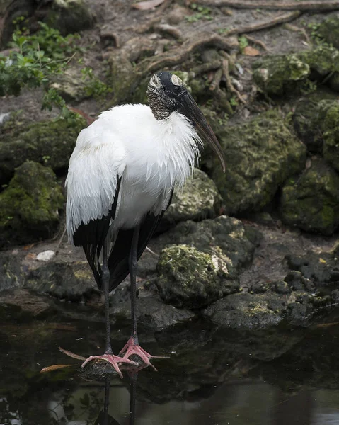 Vue Rapprochée Cigogne Des Bois Près Eau Montrant Des Plumes — Photo