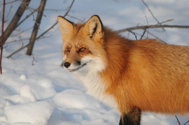 Kızıl tilki başı, kış mevsiminde kar zemini ve doğal ortamının tadını çıkararak yakın plan profil yan görüntüsü çeker. Fox Image 'da. Görüntü. Portre. Fox Stok Fotoğrafı.