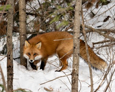 Kızıl tilki, kış mevsiminde, doğal ortamında, arka planda kar ve dallarla, tüylü tilki kuyruğunu gösteren kameraya bakıyor. Fox Image 'da. Görüntü. Portre. Fox Stok Fotoğrafları.