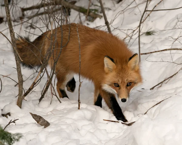 Zorro Rojo Alimentándose Mirando Cámara Temporada Invierno Entorno Hábitat Con — Foto de Stock