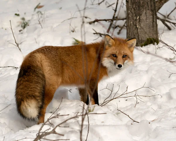 Rode Vos Kijkt Naar Camera Winter Seizoen Zijn Omgeving Habitat — Stockfoto