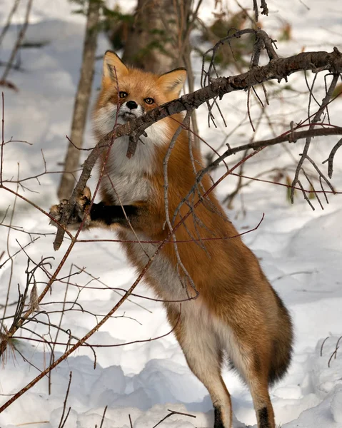 Red Fox Standing Branch Winter Season Its Environment Habitat Snow — Stock Fotó