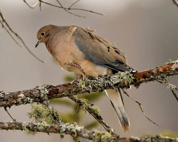 Mourning Dove close-up profile view perched with puffy feather plumage and a blur background in its environment and habitat. Image. Picture, Portrait.  Mourning Dove Stock Photo.