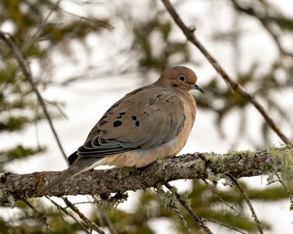 Mourning Dove close-up profile view perched with puffy feather plumage and a blur background in its environment and habitat. Image. Picture, Portrait.  Mourning Dove Stock Photo.