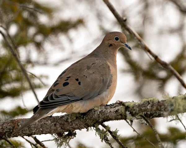 Mourning Dove close-up profile view perched with puffy feather plumage and a blur background in its environment and habitat. Image. Picture, Portrait.  Mourning Dove Stock Photo.