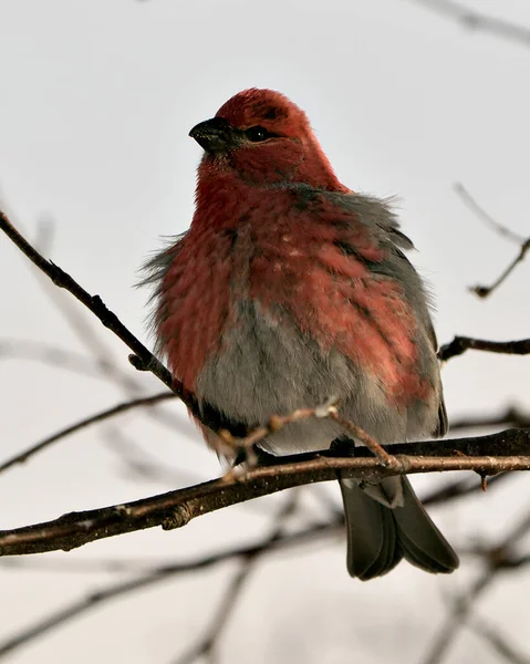 Pine Grosbeak Zbliżenie Profil Widok Siedzący Rozmytym Tle Jego Środowisku — Zdjęcie stockowe