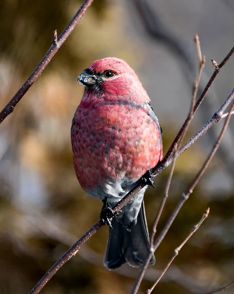 Pine Grosbeak Vista Perfil Close Empoleirado Com Fundo Desfocado Seu — Fotografia de Stock