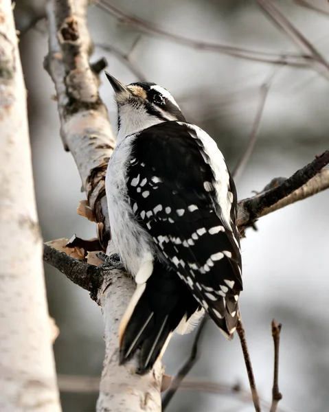 Woodpecker Close Profile View Yellow Birch Tree Trunk Blur Background — Fotografia de Stock