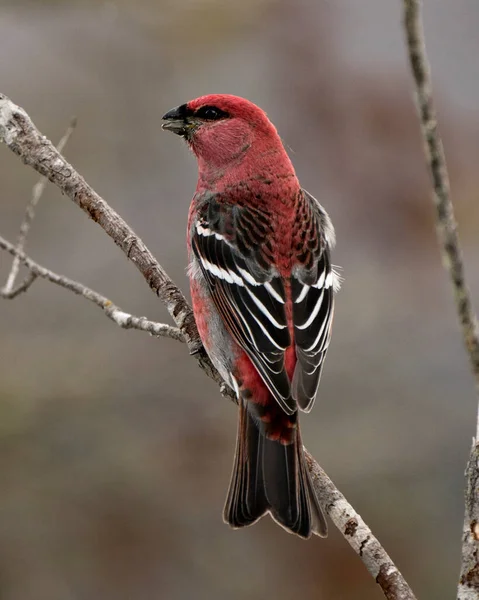 Pine Grosbeak Vista Traseira Close Empoleirado Com Fundo Desfocado Seu — Fotografia de Stock