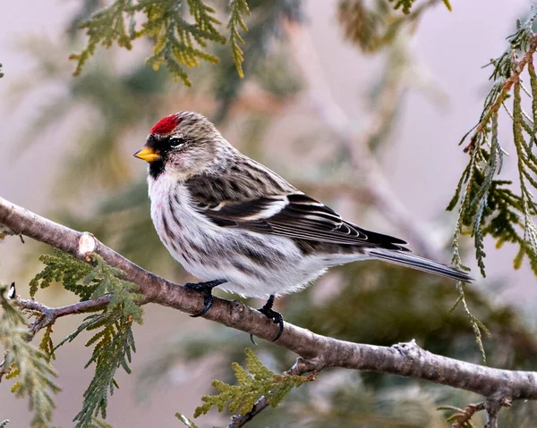 Vue Profil Rapprochée Sondage Rouge Perché Sur Arbre Branches Cèdre — Photo