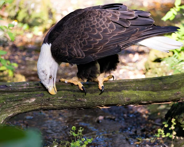 Bald Eagle Close Profile Perched Log Water Blur Background Displaying — Fotografia de Stock