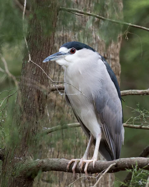 Black crowned Night-heron perched with a foliage background in its environment and habitat. Image. Picture. Portrait. Black crowned Night-Heron Stock Photo.