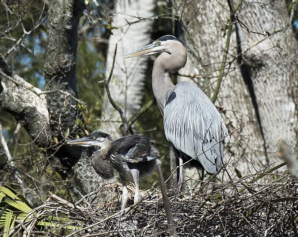 Blue Heron Fåglar Närbild Profil Boet Visar Sina Blå Fjäderdräkt — Stockfoto