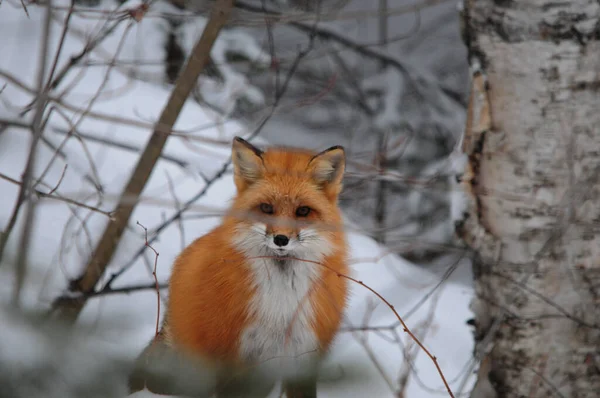 Red Fox Testa Girato Nella Foresta Nella Stagione Invernale Godendo — Foto Stock