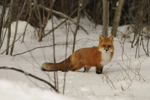 Red Fox Animal Forest Winter Season Its Habit Environment Displaying — Stock Photo, Image