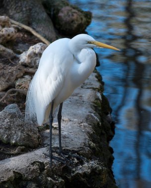 Büyük Akbalıkçıl yosun kayaları üzerinde duruyor ve çevresindeki ve habitatındaki bulanık su kaynağı. Büyük Beyaz Akbalıkçıl Stok Fotoğrafı.