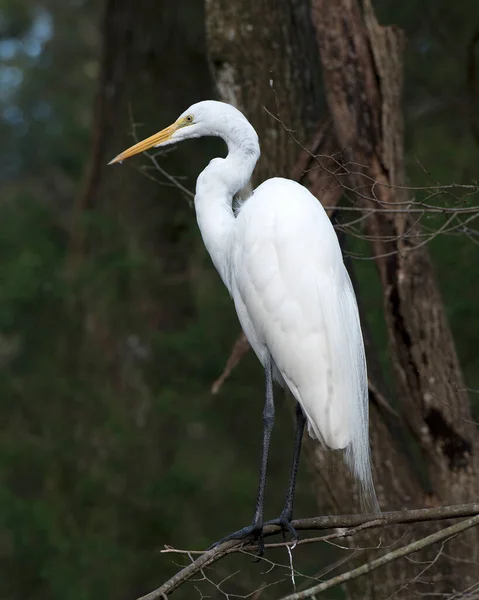 주위와 서식지에 자랑하는 깃털이 자리잡고 Great White Egret Stock Photo — 스톡 사진