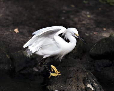Karlı Egret, geniş kanatları, gövdesi, başı, gagası, bacakları, ayakları, gözleri ve çevresinin tadını çıkararak ve bulanık kaya arka planıyla çevrili bir kayanın üzerinde duruyor. Karlı Egret Stok Fotoğrafı. Görüntü. Görüntü. Portre.