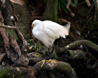 Karlı Egret, gövdesini, başını, gagasını, gözünü ve arka planda yosun dalları olan bir yaşam alanını ortaya çıkaran dala tünemiş. Karlı Egret Stok Fotoğrafı. Görüntü. Görüntü. Portre.