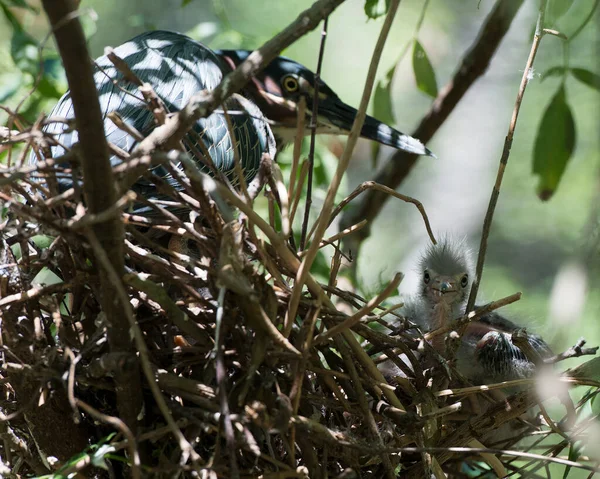 Green Heron Vuxen Och Baby Heron Boet Med Suddig Förgrund — Stockfoto