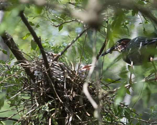 Green Heron Vuxen Och Baby Heron Boet Med Suddig Förgrund — Stockfoto