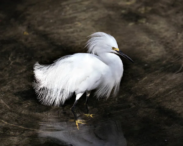 Snowy Egret close up standing in the water with spread wings and displaying white fluffy feather plumage, body, head, beak,  in its environment and habitat with a blur water background. Snowy Egret Stock Photo. Image. Picture. Portrait.