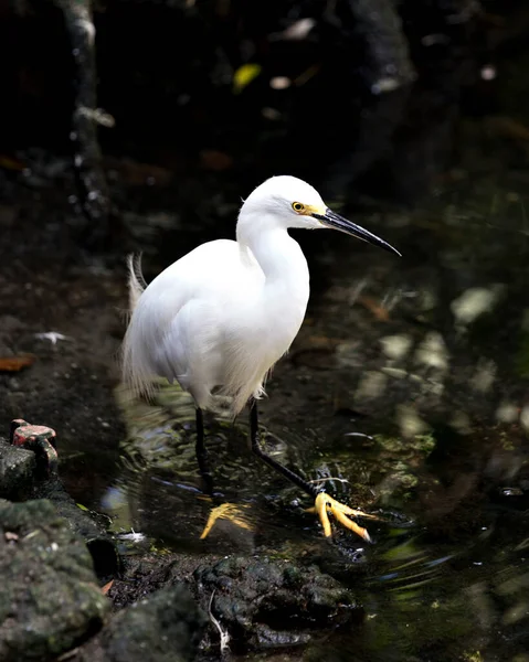 Snowy Egret close up standing in the water and exposing its body, head, beak, legs, feet, eye and enjoying  its environment and habitat with a blur background. Snowy Egret Stock Photo. Image. Picture. Portrait.