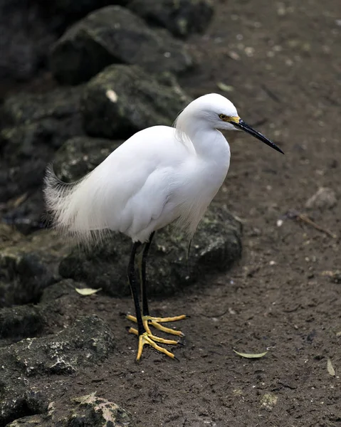 Snowy Egret Zbliżyć Stojąc Narażając Swoje Ciało Głowa Dziób Oko — Zdjęcie stockowe