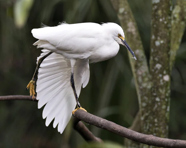 Snowy Egret close up profile view perched on branch displaying white feathers plumage, fluffy plumage, head, beak, eye, feet in its environment and habitat with a blur background. Snowy Egret Stock Photo. Image. Picture. Portrait.