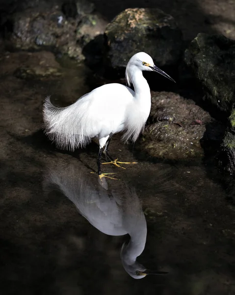 Snowy Egret close up standing in the water with reflection displaying white feather plumage, body, head, beak, legs, feet, eye in  its environment and habitat  with a rock background. Snowy Egret Stock Photo. Image. Picture. Portrait.