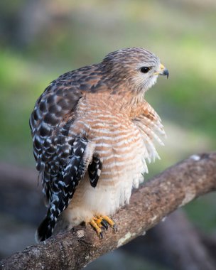 Ağaç dalına tüy, kafa, göz, gaga, kuyruk, pençe gibi kahverengi tüyleri, yaşam alanı ve ortamında bulanık bir arkaplanı gösteren şahin yakın plan profil görüntüsü. Hawk stok fotoğrafı. Görüntü. Görüntü. Portre.