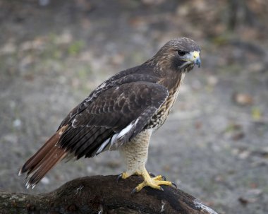 Ağaç dalına tüy, kafa, göz, gaga, kuyruk, pençe gibi kahverengi tüyleri, yaşam alanı ve ortamında bulanık bir arkaplanı gösteren şahin yakın plan profil görüntüsü. Hawk stok fotoğrafı. Görüntü. Görüntü. Portre.