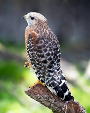 Bir ağaç dalına tüy, kafa, göz, gaga, kuyruk, pençe gibi kahverengi tüyleri, yaşam alanı ve ortamında bulanık bir arkaplanı gösteren şahin kuşu profili görünümü. Hawk stok fotoğrafı. Görüntü. Görüntü. Portre.