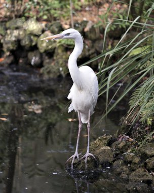 Beyaz balıkçıl kuşunun yakın plan profil görüntüsü kayanın üzerinde duruyor ve gövdesini, başını, uzun boynunu, gagasını, çevresini ve yaşam alanını güzel bir bitki örtüsü ile ortaya çıkarıyor. Beyaz balıkçıl stok fotoğrafı. Görüntü. Görüntü. Portre.