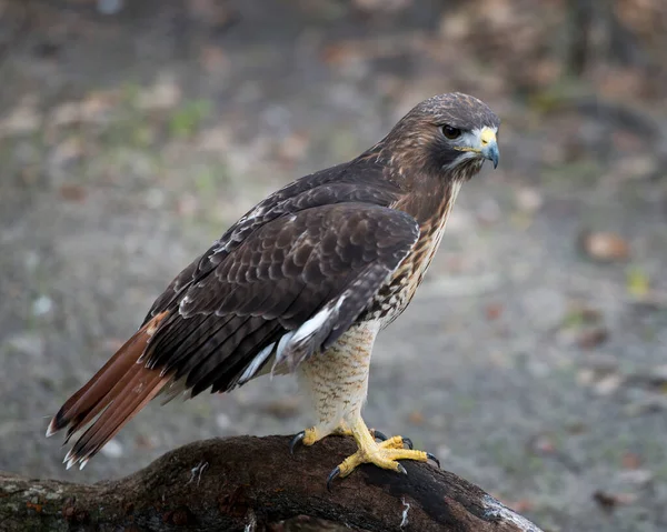 Hawk Vista Primer Plano Del Perfil Encaramado Una Rama Árbol —  Fotos de Stock