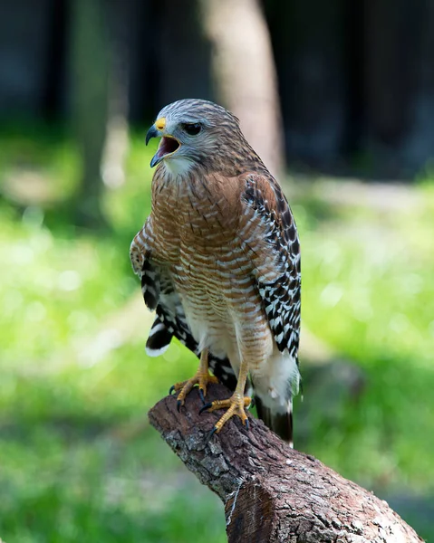 Hawk Bird Close Profile View Perched Tree Branch Displaying Brown — Stock Photo, Image