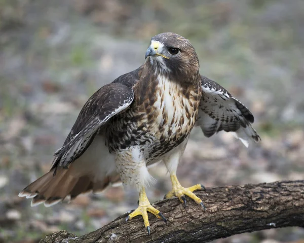 Falco Appollaiato Ramo Albero Che Mostra Ali Spiegate Corpo Testa — Foto Stock