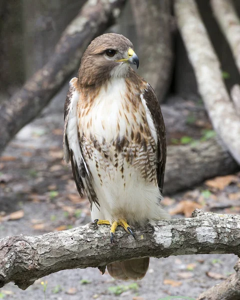 Hawk Vista Primer Plano Del Perfil Encaramado Una Rama Árbol —  Fotos de Stock