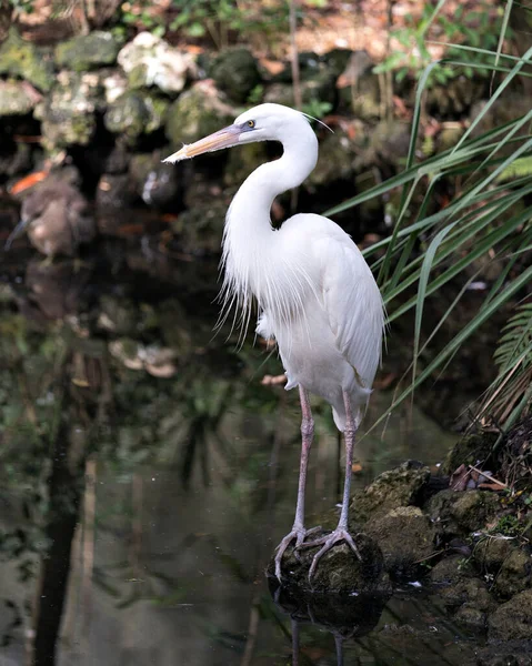 Weißer Reiher Vogel Nahaufnahme Profil Ansicht Steht Auf Felsen Zeigt — Stockfoto