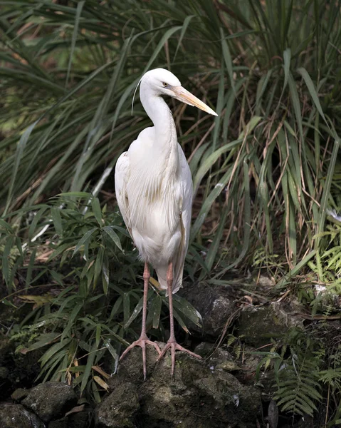 Weißreiher Nahaufnahme Profil Ansicht Steht Auf Felsen Mit Körper Kopf — Stockfoto