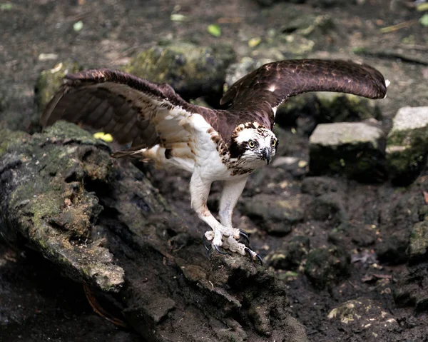 卵形的特写镜头站在苔藓岩石上 在其栖息地和环境中展示展开的翅膀 棕色羽毛羽毛 Osprey Stock Photo 肖像画 — 图库照片