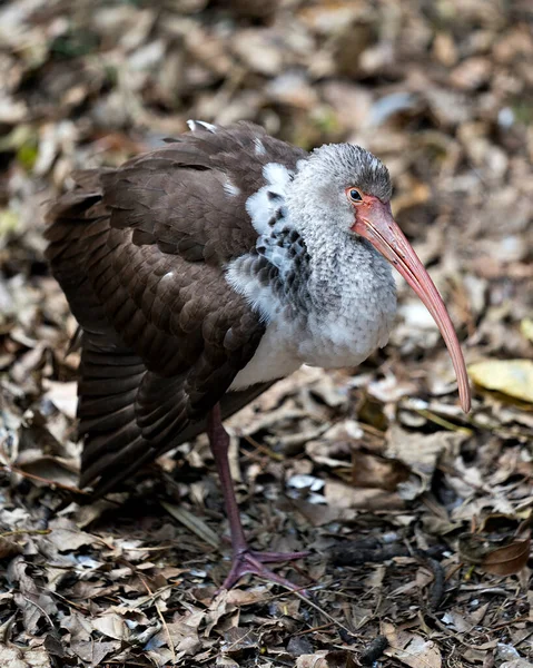 Fehér Ibis Fiatal Madár Közelkép Profilkép Megjeleníti Hosszú Csőr Környezet — Stock Fotó