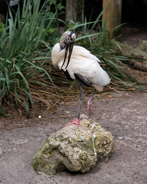 Wood stork  close-up profile perched on a moss rock displaying white and black fluffy feathers plumage, head, eye, beak, long neck, in its environment and habitat with a foliage background. Wood Stork Stock Photo. Image. Picture. Portrait