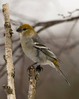 Pine Grosgaga 'nın yakın plan profil görüntüsü, çevresi ve doğal ortamında bulanık bir arka plana sahip. Görüntü. Görüntü. Portre. Pine Grosgaga Stok Fotoğrafı.