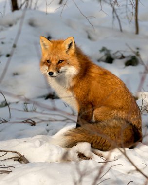 Kızıl tilki profili yan görüntüsü kış mevsiminde kendi ortamında ve doğal ortamında bulanık kar arka planında tüylü tilki kuyruğu ve kürkü sergiliyor. Fox Image 'da. Görüntü. Portre. Fox Stok Fotoğrafı.