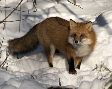 Kızıl tilki, kış mevsiminde, doğal ortamında, arka planda kar ve dallarla, tüylü tilki kuyruğunu gösteren kameraya bakıyor. Fox Image 'da. Görüntü. Portre. Fox Stok Fotoğrafları.